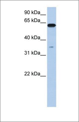 Anti-KPNA6 antibody produced in rabbit