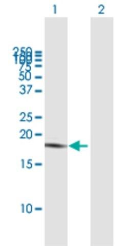 Anti-LAIR2 antibody produced in mouse