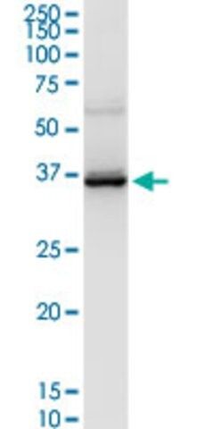 Anti-LAIR1 antibody produced in rabbit