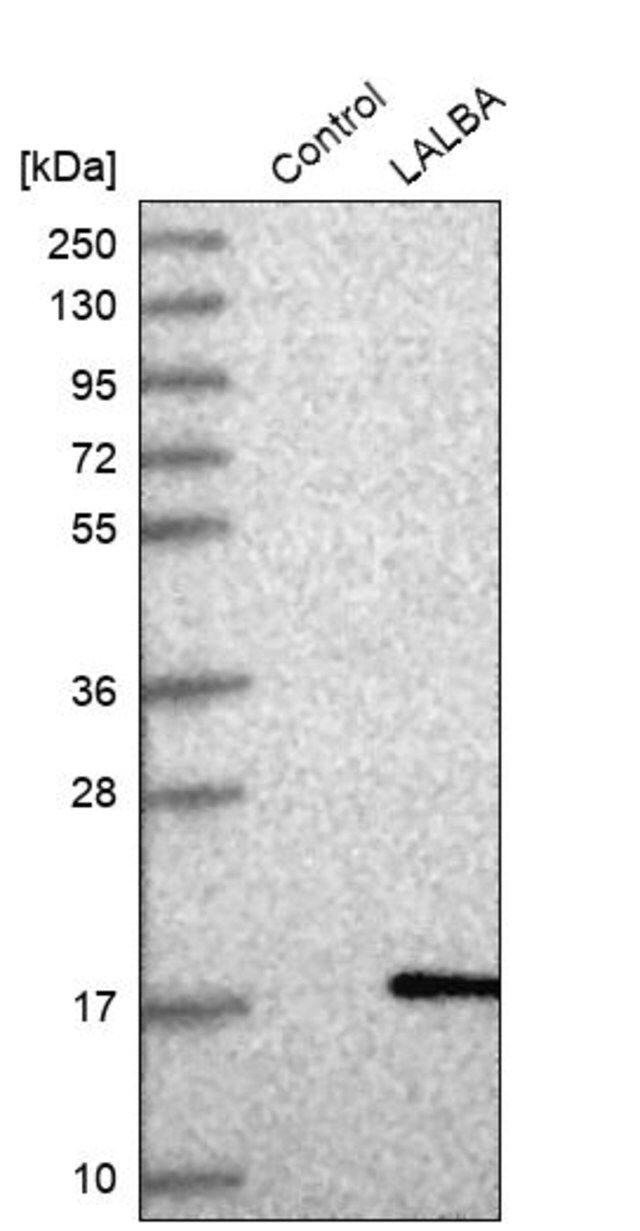 Anti-LALBA antibody produced in rabbit