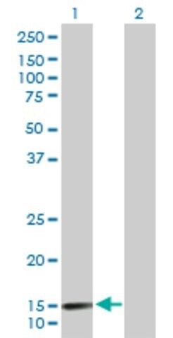 Anti-LAMA4 antibody produced in rabbit