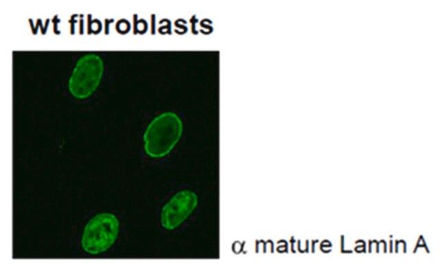 Anti-Lamin A (mature) Antibody, clone 4A4-A4