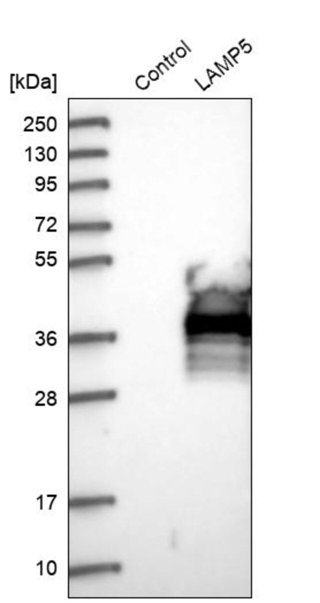 Anti-LAMP5 antibody produced in rabbit