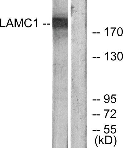 Anti-LAMC1 antibody produced in rabbit