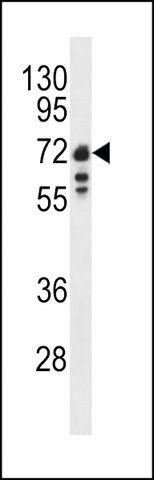 ANTI-LAMIN B1(C-TERMINAL) antibody produced in rabbit