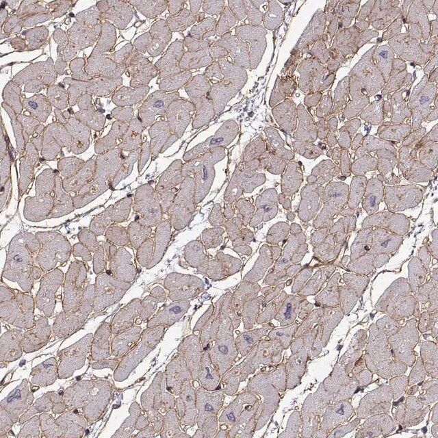 Anti-LAMB2 antibody produced in rabbit