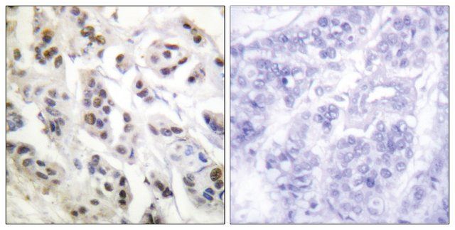 Anti-Lamin A antibody produced in rabbit