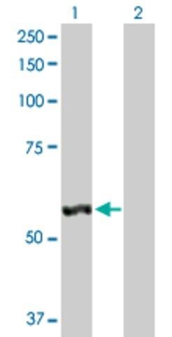 Anti-LAP3 antibody produced in rabbit