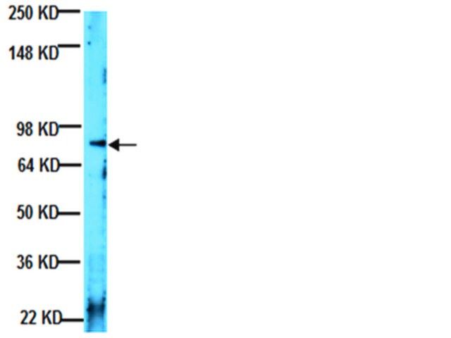 Anti-Laminin 2 Antibody, clone 5H2