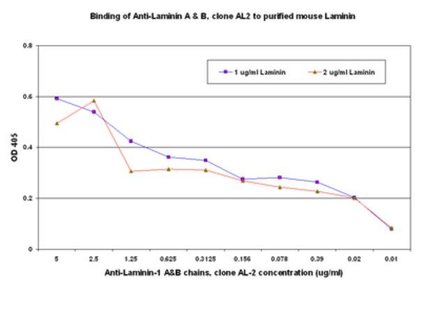 Anti-Laminin-1 A&B chains Antibody, cross region, clone AL-2