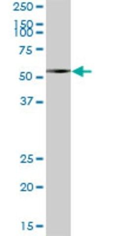 Anti-LAP3 antibody produced in mouse