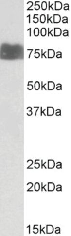 Anti-LARGE antibody produced in goat