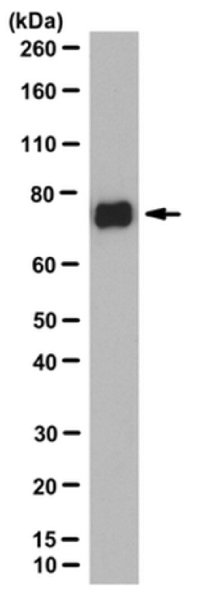 Anti-LAR/PTPRF Antibody, clone N165/38