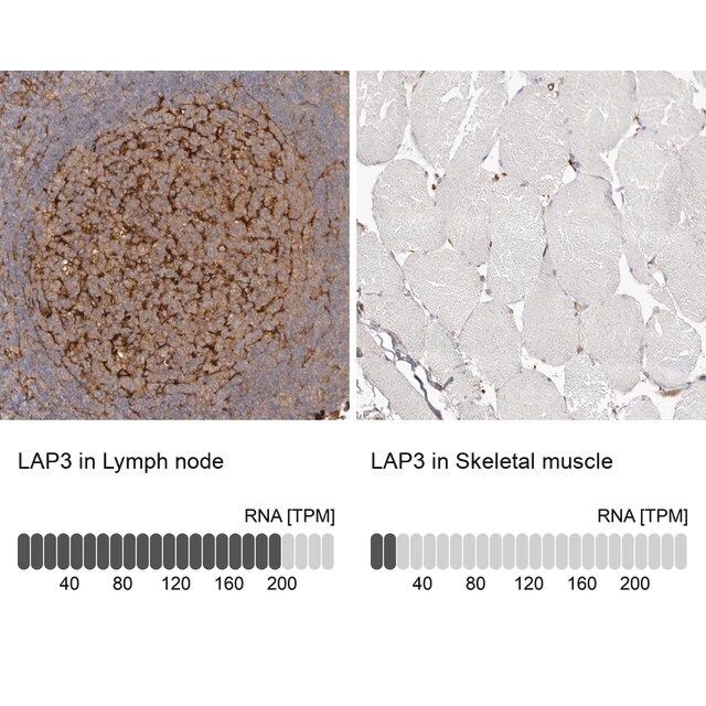 Anti-LAP3 antibody produced in rabbit