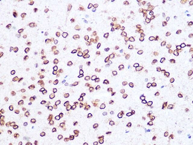 Anti-Lamin B2 antibody produced in rabbit