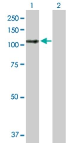 Anti-LARP4 antibody produced in mouse