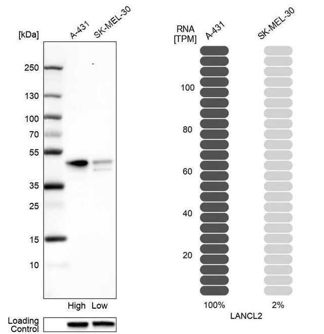 Anti-LANCL2 antibody produced in rabbit