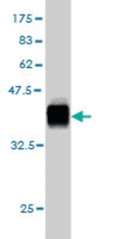 ANTI-KIAA2002 antibody produced in mouse