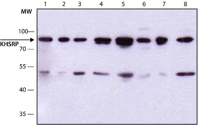 Anti-KHSRP antibody produced in rabbit