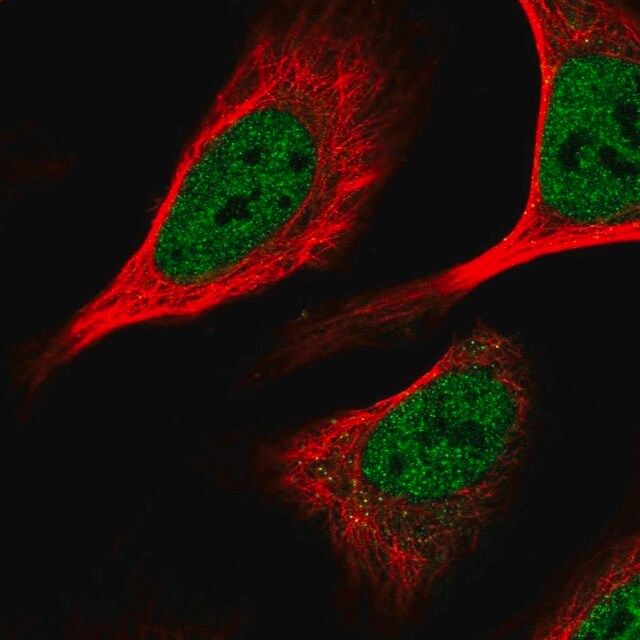 Anti-KHSRP antibody produced in rabbit