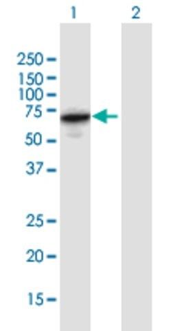 Anti-KIAA1706 antibody produced in mouse