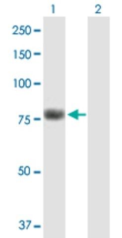 Anti-KIAA0323 antibody produced in mouse