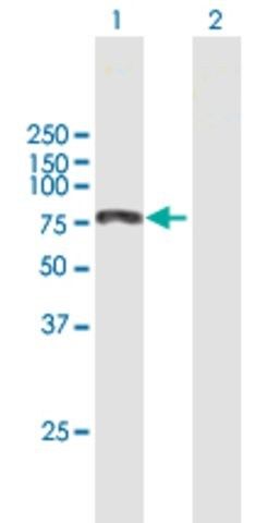 Anti-KIAA0430 antibody produced in mouse