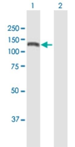 Anti-KIAA1199 antibody produced in mouse