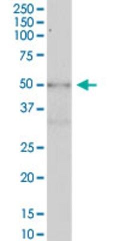 Anti-KIAA1627 antibody produced in mouse