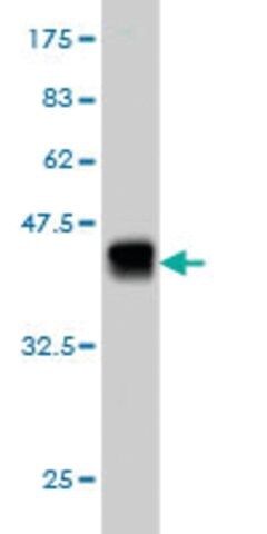 ANTI-KIAA2002 antibody produced in mouse