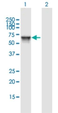 Anti-KIAA1970 antibody produced in mouse