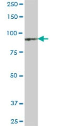 Anti-KIAA0251 antibody produced in mouse