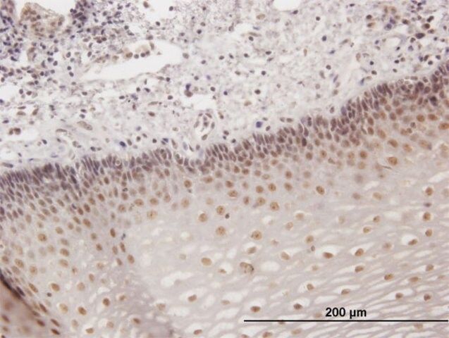 Anti-KIAA1443 antibody produced in mouse