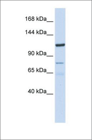 Anti-KIAA1324 antibody produced in rabbit