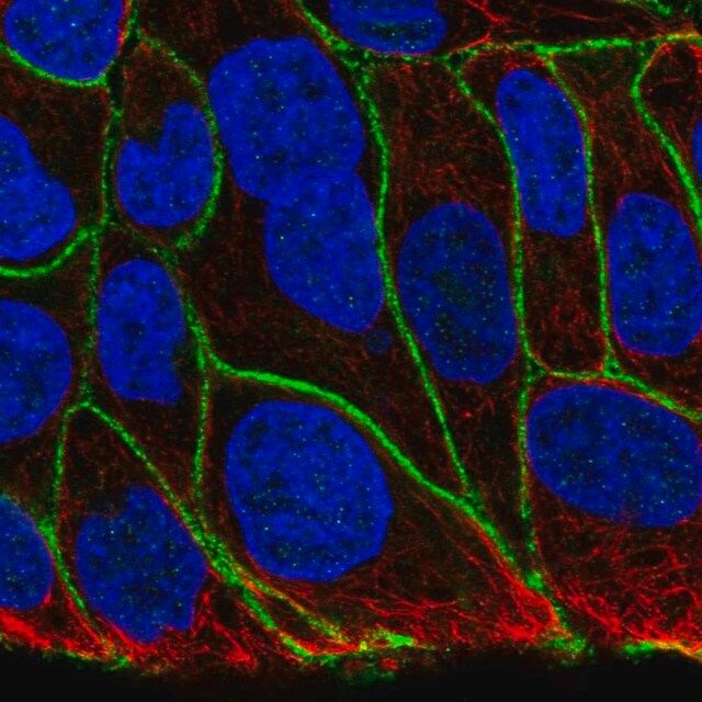 Anti-KIAA1522 antibody produced in rabbit