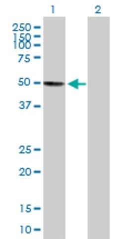 Anti-KIAA0141 antibody produced in mouse