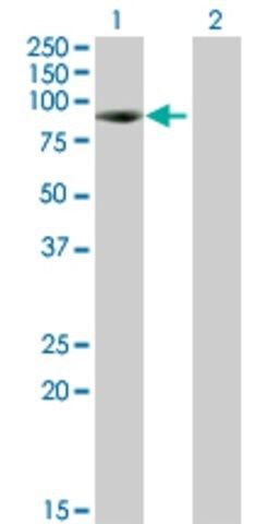 Anti-KIAA1467 antibody produced in mouse