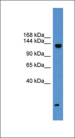 Anti-KIAA0999 antibody produced in rabbit