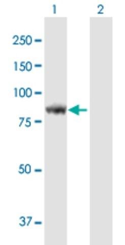 Anti-KIAA1841 antibody produced in mouse