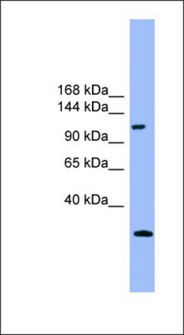 Anti-KIAA0226 antibody produced in rabbit