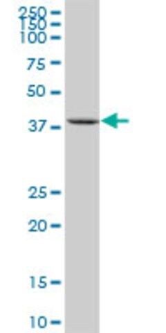 Anti-KIAA0247 antibody produced in mouse