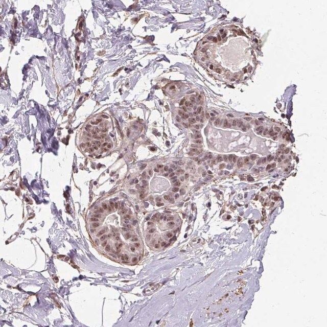 Anti-KIAA0232 antibody produced in rabbit