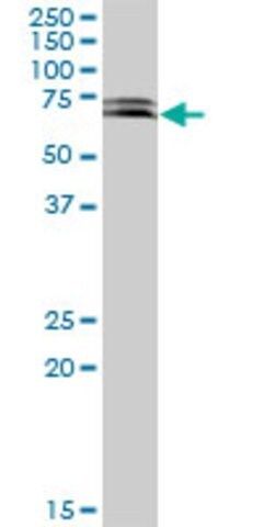 Anti-KIAA1900 antibody produced in mouse