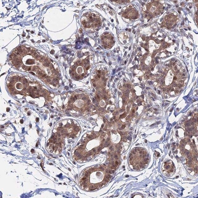 Anti-KIAA1328 antibody produced in rabbit