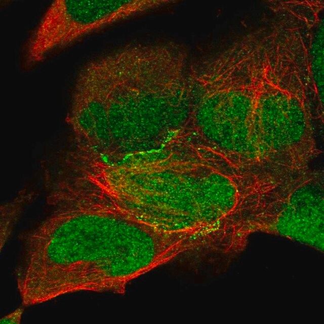 Anti-KIAA0895 antibody produced in rabbit