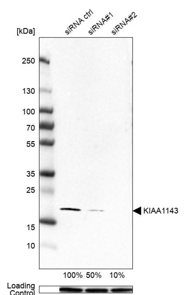 Anti-KIAA1143 antibody produced in rabbit