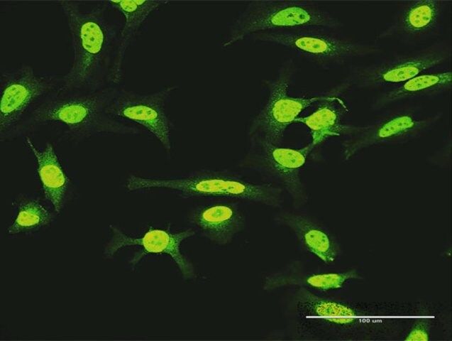 Anti-KIAA1967 antibody produced in rabbit