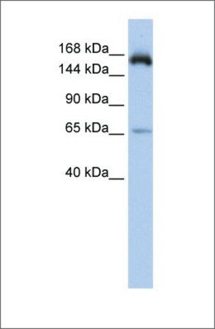 Anti-KIAA0460 antibody produced in rabbit