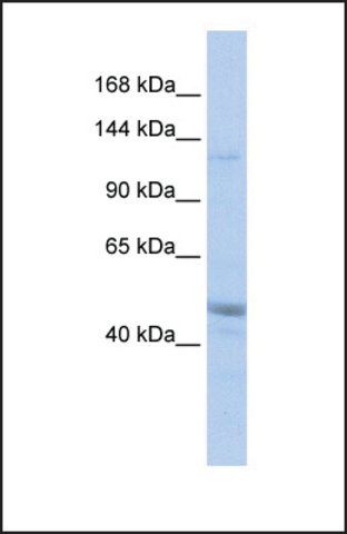 Anti-KIAA0319L antibody produced in rabbit