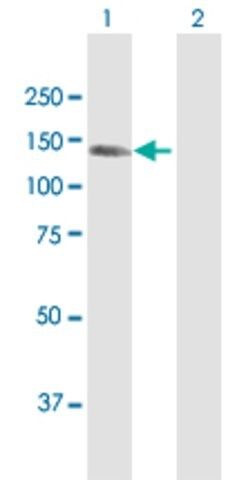 Anti-KIAA1199 antibody produced in rabbit